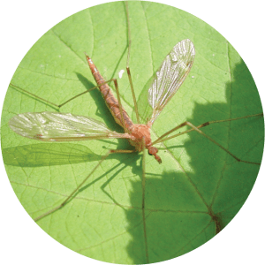LOOK-ALIKES – Sacramento-Yolo Mosquito & Vector Control