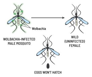 An image of a Wolbachia-infected adult male mosquito where Wolbachia is represented by green dots on the mosquito's body with the caption "Wolbachia-infected Male Mosquito." An arrow points to an adult female mosquito with the caption "Wild (uninfected) female." Beneath these two mosquitoes is a third adult female mosquito with the caption "eggs won't hatch."