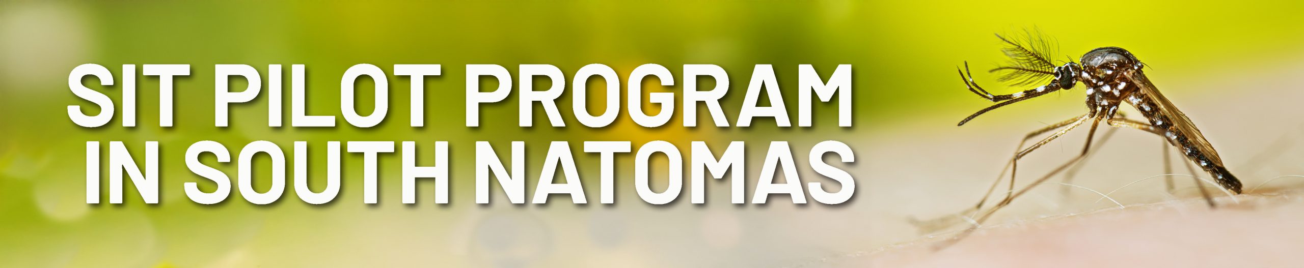 A rectangular banner image with a green background, the text "SIT Pilot Program in South Natomas," and an image of an adult male Aedes aegypti mosquito.